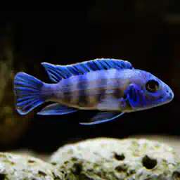 Using river rocks in aquariums has in possible the most rewarding when keeping cichlids
