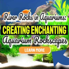 Featured image showing river rocks in an aquarium.